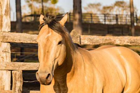 Quarter Horse buckskin Stallionの写真素材
