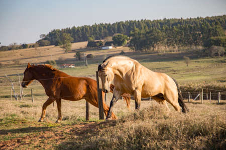 Nice American Quarter Horses runningの写真素材