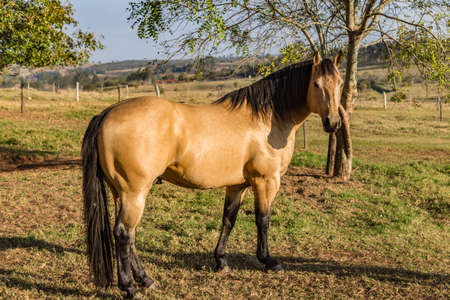 Quarter Horse buckskin Stallionの写真素材