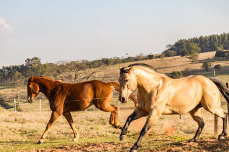 Nice American Quarter Horses runningの写真素材
