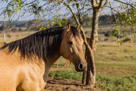 Quarter Horse buckskin Stallionの写真素材