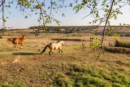 American Quarter Horse buckskin Stallion runningの写真素材