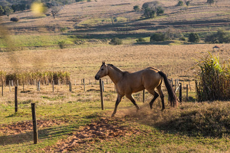 American Quarter Horse buckskin Stallion runningの写真素材