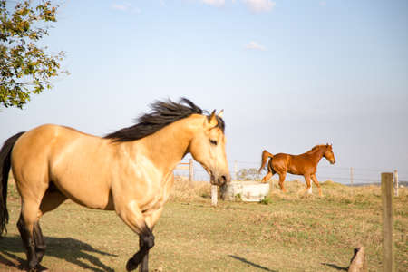 American Quarter Horse buckskin Stallion runningの写真素材