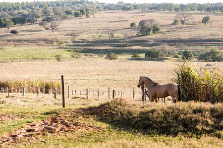 American Quarter Horse buckskin Stallion runningの写真素材