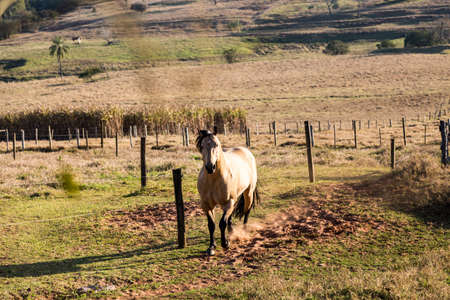 American Quarter Horse buckskin Stallion runningの写真素材