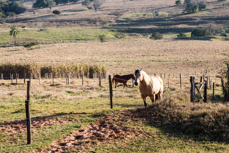 American Quarter Horse buckskin Stallion runningの写真素材