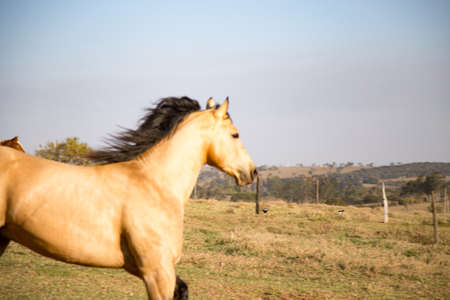 American Quarter Horse buckskin Stallion running