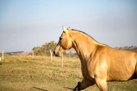 American Quarter Horse buckskin Stallion runningの写真素材