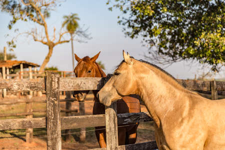 American Quarter Horse buckskin Stallion runningの写真素材
