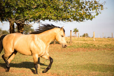 American Quarter Horse buckskin Stallion runningの写真素材