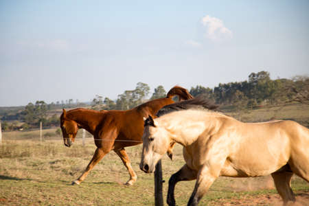 American Quarter Horse buckskin Stallion runningの写真素材