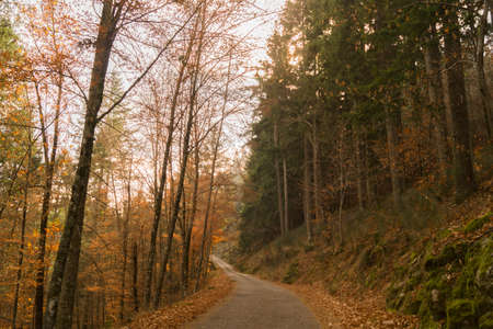 autumn road