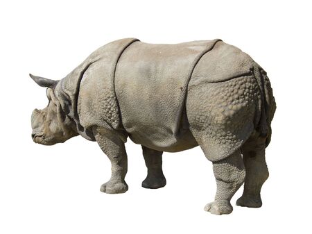 rhinoceros の写真素材