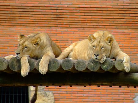 Two female lions in the zooの写真素材