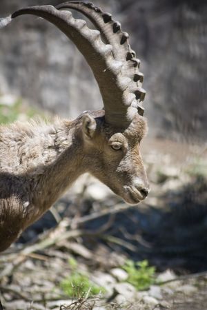 Capra aegagrus or wild goatの写真素材