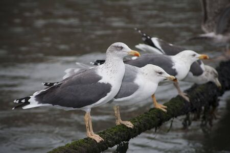 Four seagulls in a rope on the rain.の写真素材