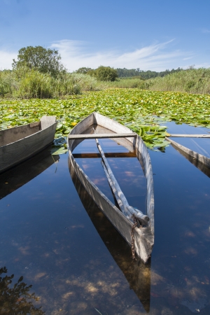 Tree old bass boats on a swamp with nenufarsの写真素材