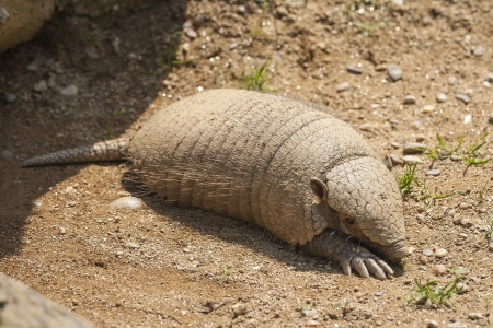 Close up on a armadillo leaving is lairの写真素材