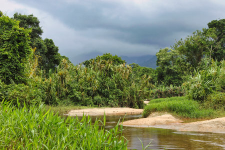 Atlantic forest spring area. Serra do Mar Park. SÃ£o Paulo; Brazil.の写真素材