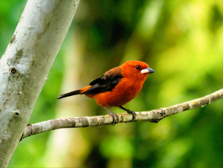 'Tie Sangue', Ramphocelus bresilius Red bird on a branch in the rainforest of Brazil.の写真素材
