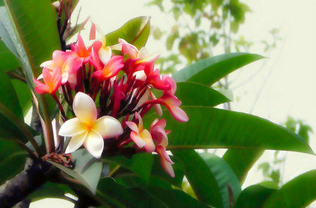 Frangipani, Plumeria, Templetree or Templetree flower, plumeriaの写真素材
