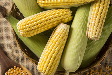 Ear of corn, revealing yellow kernels of maize in a wicker basketの写真素材