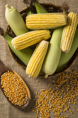 Ear of corn, revealing yellow kernels of maize in a wicker basketの写真素材