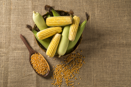 Ear of corn, revealing yellow kernels of maize in a wicker basketの写真素材