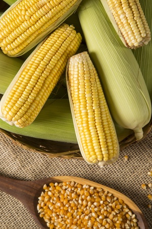 Ear of corn, revealing yellow kernels of maize in a wicker basketの写真素材