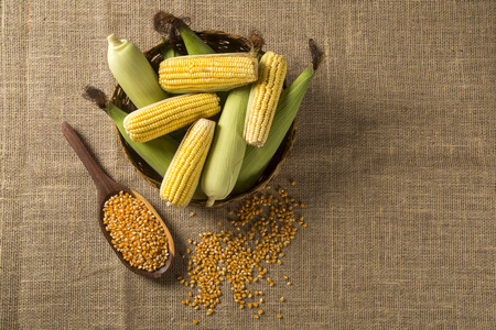 Ear of corn, revealing yellow kernels of maize in a wicker basketの写真素材