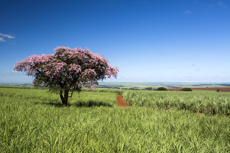 Sugarcane plantation field on sunny day. Agriculture.の写真素材