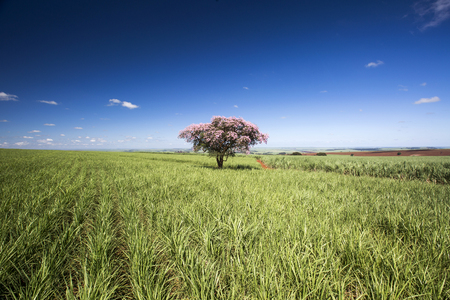 Sugarcane plantation field on sunny day. Agriculture.の写真素材