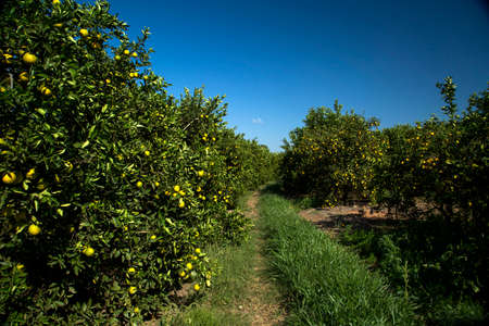 Orange plantations in sunny day. Agriculture.の写真素材