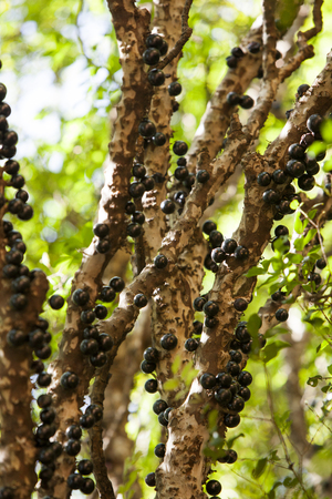 Tree full of Jabuticabas. Jabuticaba plantation, agriculture.の写真素材