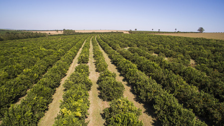 Orange trees plantation aerial view in Brazil.の写真素材