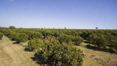 Orange trees plantation aerial view in Brazil.の写真素材