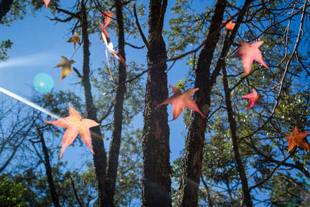 A beautiful autumn background with falling leaves