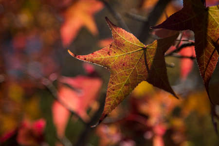 A beautiful autumn background with falling leaves