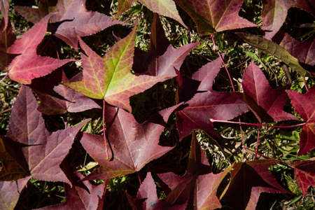 A beautiful autumn background with falling leaves
