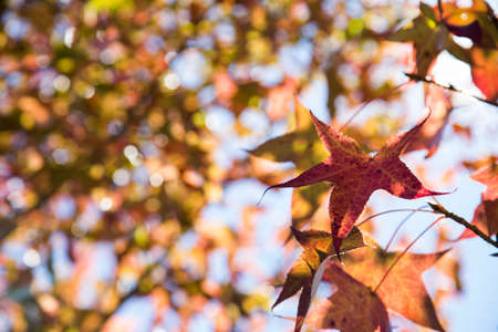 A beautiful autumn background with falling leavesの写真素材