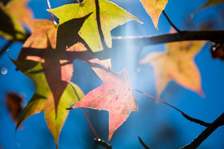 A beautiful autumn background with falling leaves