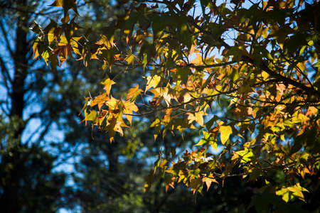 A beautiful autumn background with falling leaves