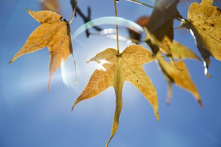 A beautiful autumn background with falling leaves.
