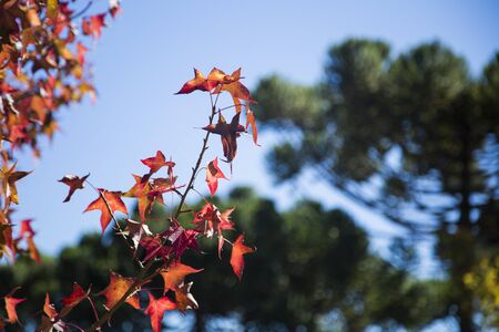 A beautiful autumn background with falling leavesの写真素材