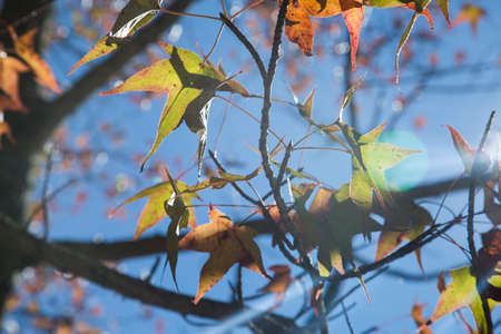 A beautiful autumn background with falling leaves