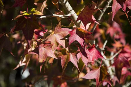 A beautiful autumn background with falling leavesの写真素材