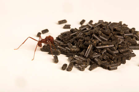 Ant eating poisonの写真素材