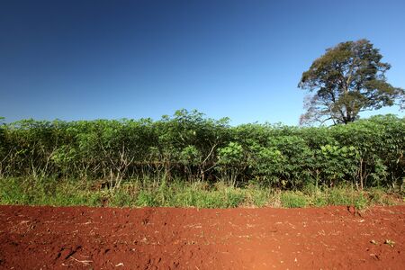 Cassava (manioc, tapioca or yuca) fieldの写真素材
