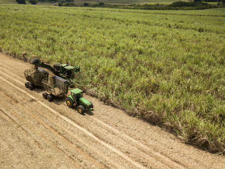Sugar cane - Harvesting machine working on a sugar cane field plantationのeditorial素材